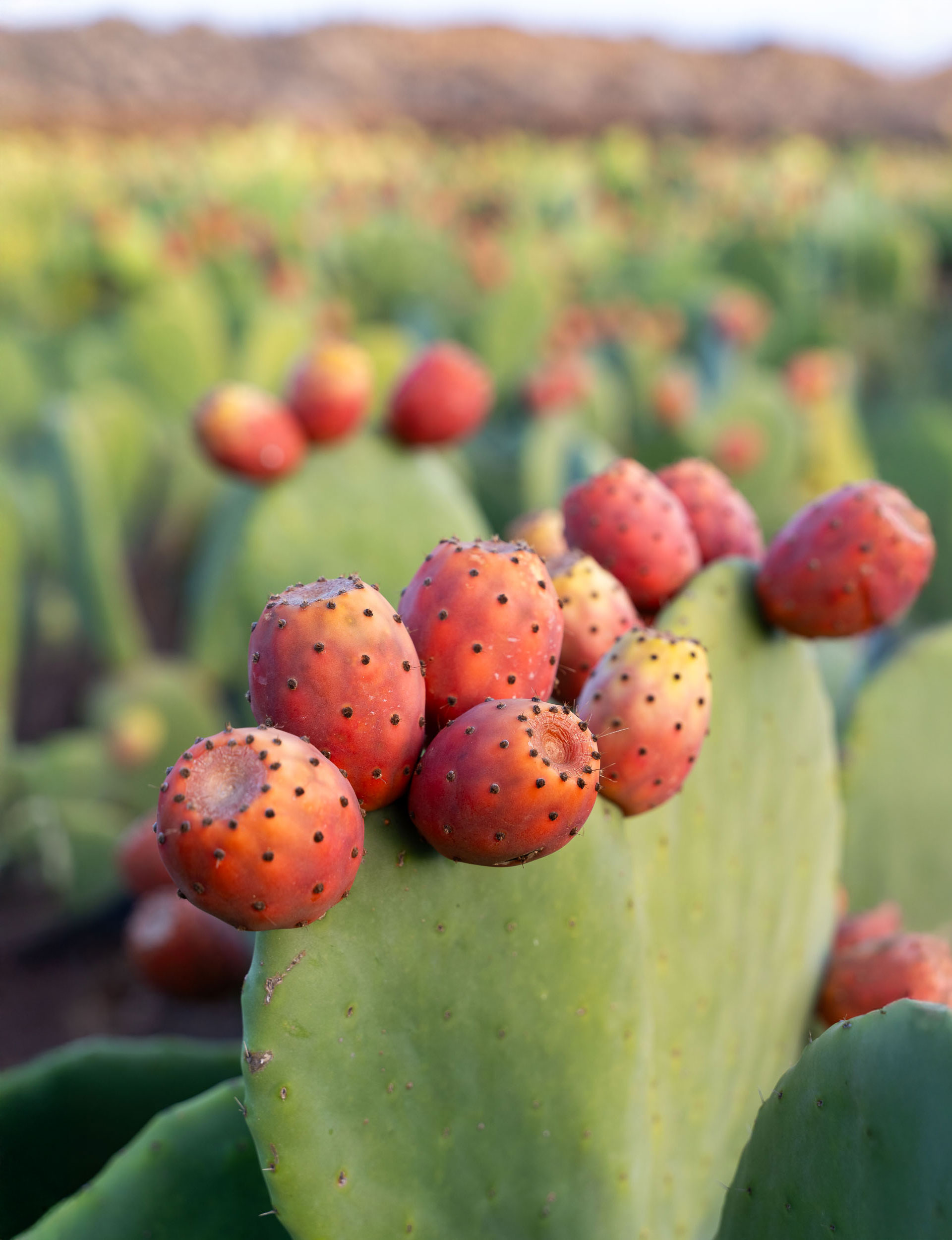 Lorem ipsum dolor sit amet consectetur adipiscing elit 3