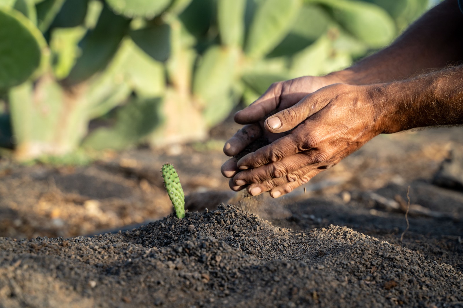 ¿Qué es la agricultura regenerativa?